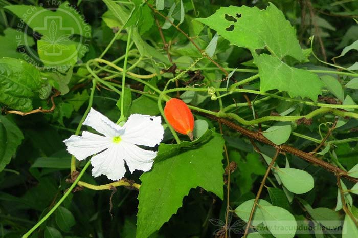 Gymnopetalum chinense